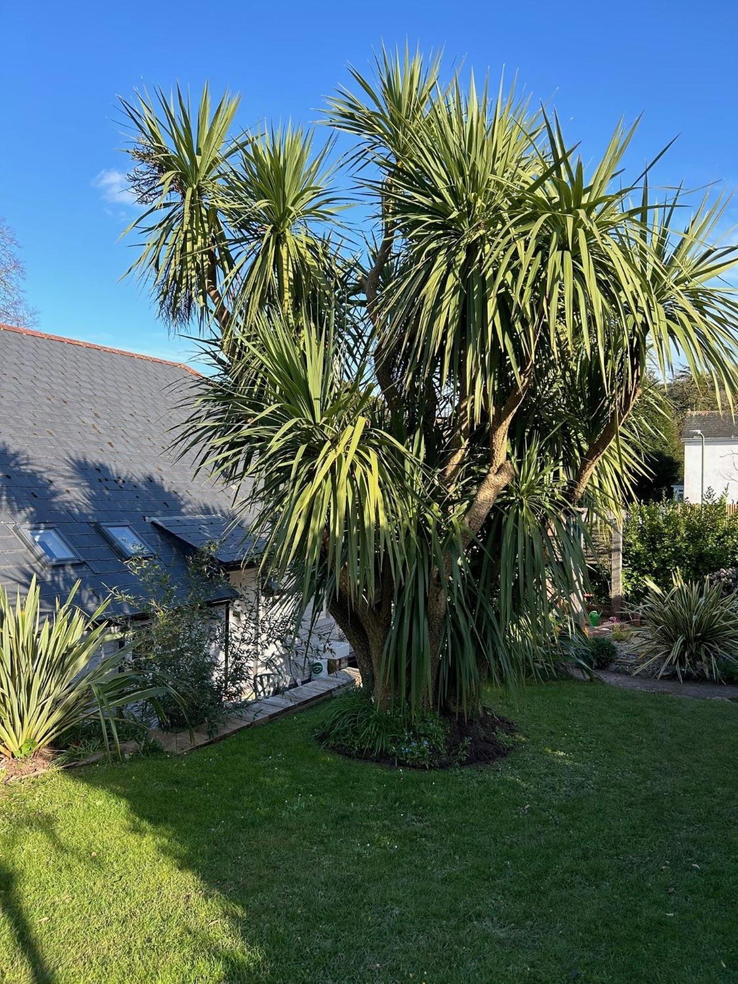 Rosedale A Charming Detached 4 Bedroom Cottage. Brixham Exterior foto